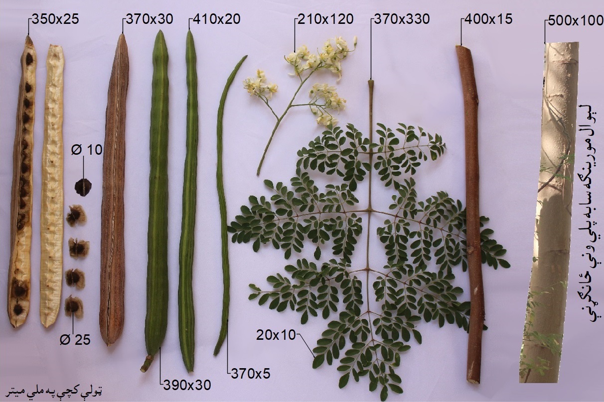 مورينګه سابه پلي (عربي ډول)  ځانګړنې له ښي اړخ څخه ونې ډډ، ښاخ، پاڼې (پالکو په ډول خوراک خو په کمه کچه)، ګل(درملو کې کارېدل)، تازه پلى، پوخ د خور