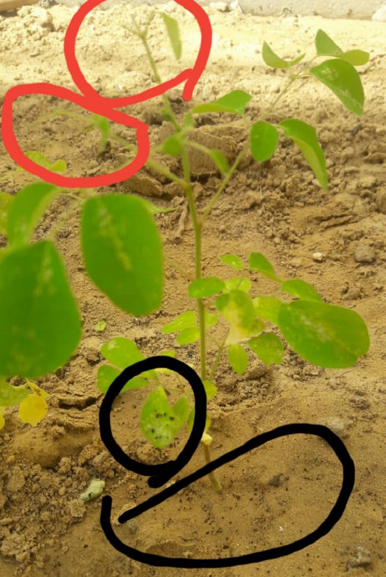 زرغون چينجي ستونزه چې مورينګه نيالګي بانه خوري، له پانو لک دغڼي تارونه تاووي