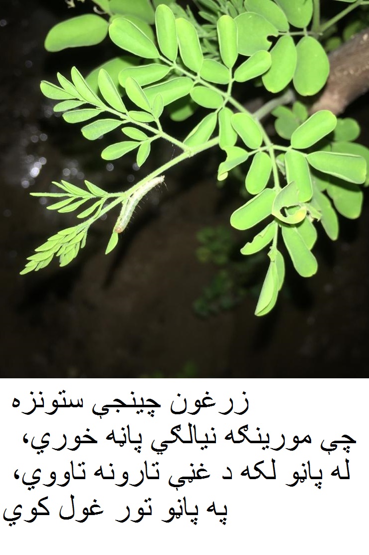 دغه چينجى د پاڼو په رنګ دى، ځکه نه ښکاري په غور يې اړوند او شاوخوابوټو کې  يې ولټوئ او مړ يې کړئ