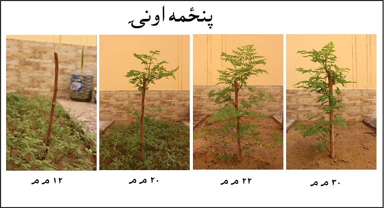 قلمي پنځمه اونۍ