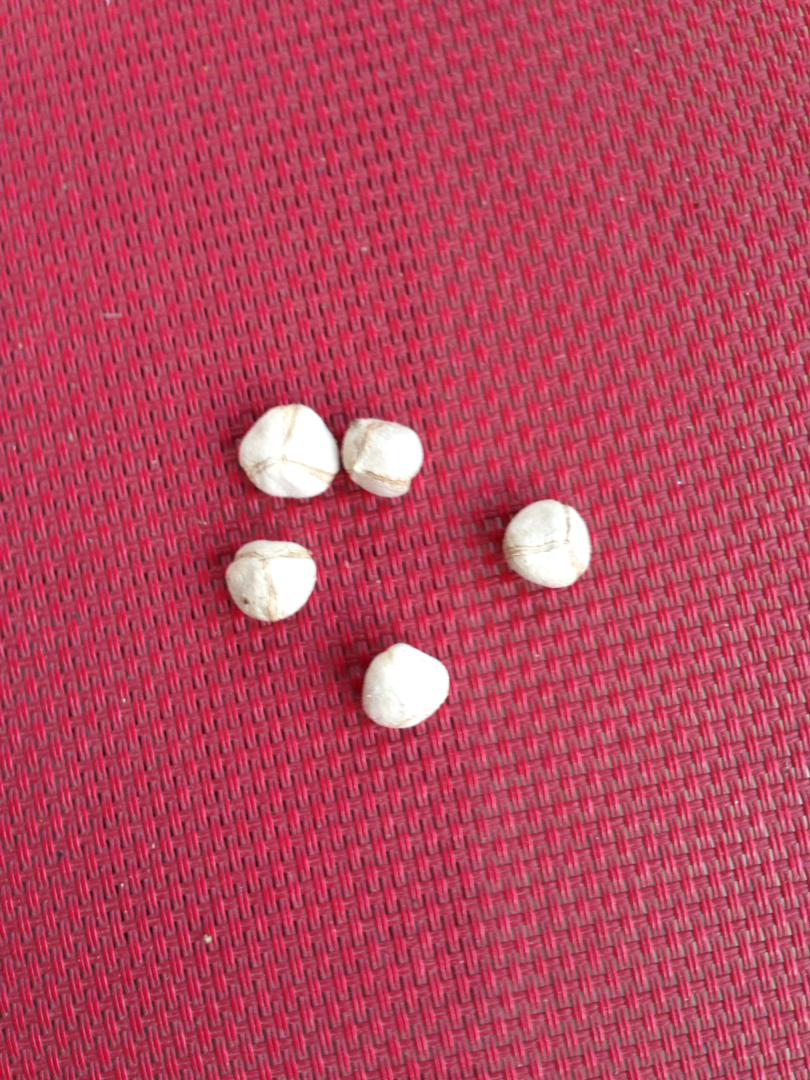 بي پوسته شوي تخم