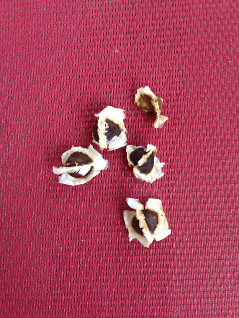 تعقيم شوي تخم