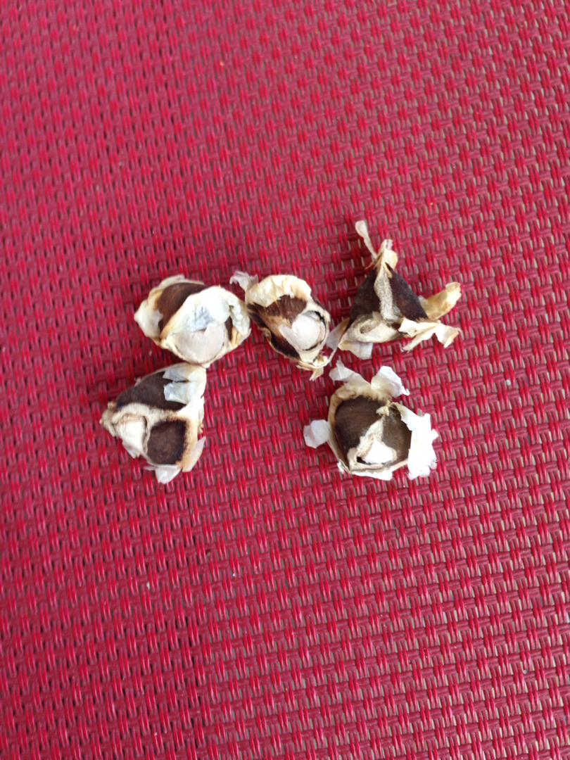 سوري شوي تخم