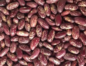 Liwal-Htay-Purple-Speckled-Kidney-Beans.jpg