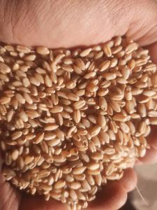 Liwal-Htay-Pure-Afghan-Wheat-Hazar-Dana.jpg